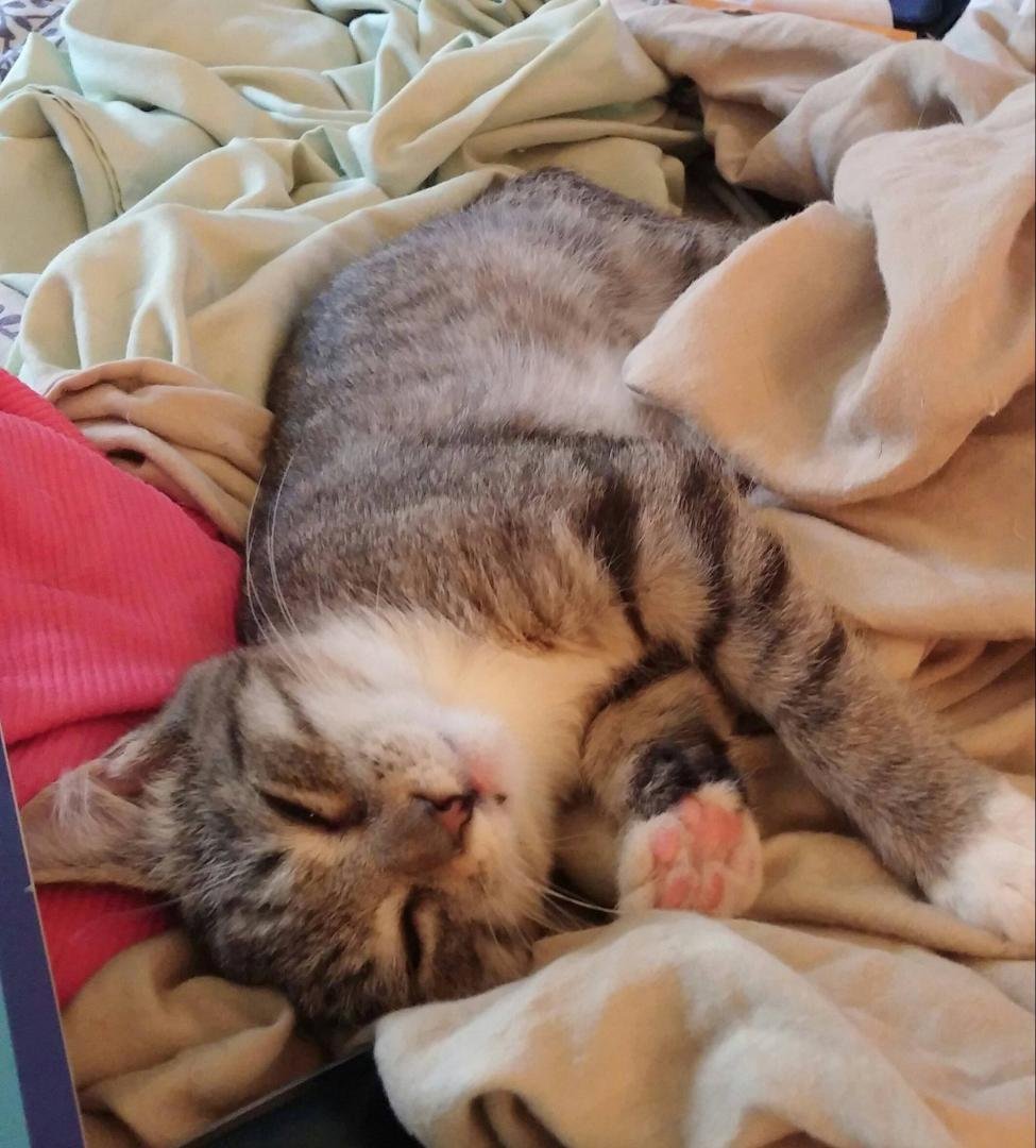 Tootsie us growing like a weed! Loved her dog and kitty siblings! They, however, are not quite so enamored