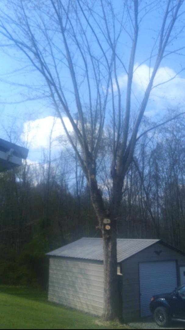 Need someone reasonably priced to finish topping maple tree