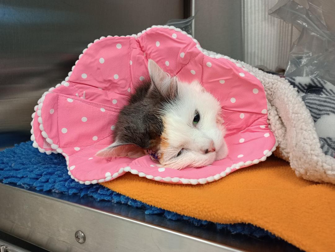 Isabella is home after her surgery. She is such a sweetie.