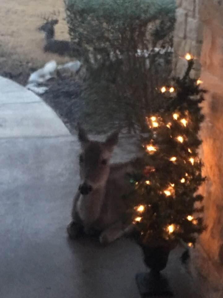 Look who is lying on my front porch. See the buck lying in the background!