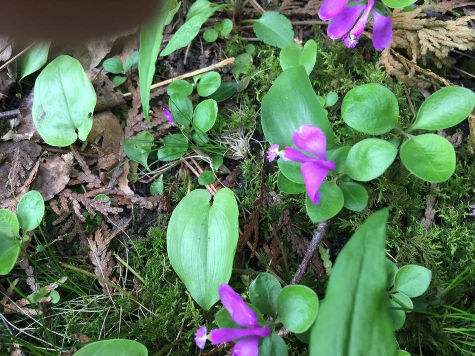 Polygala,