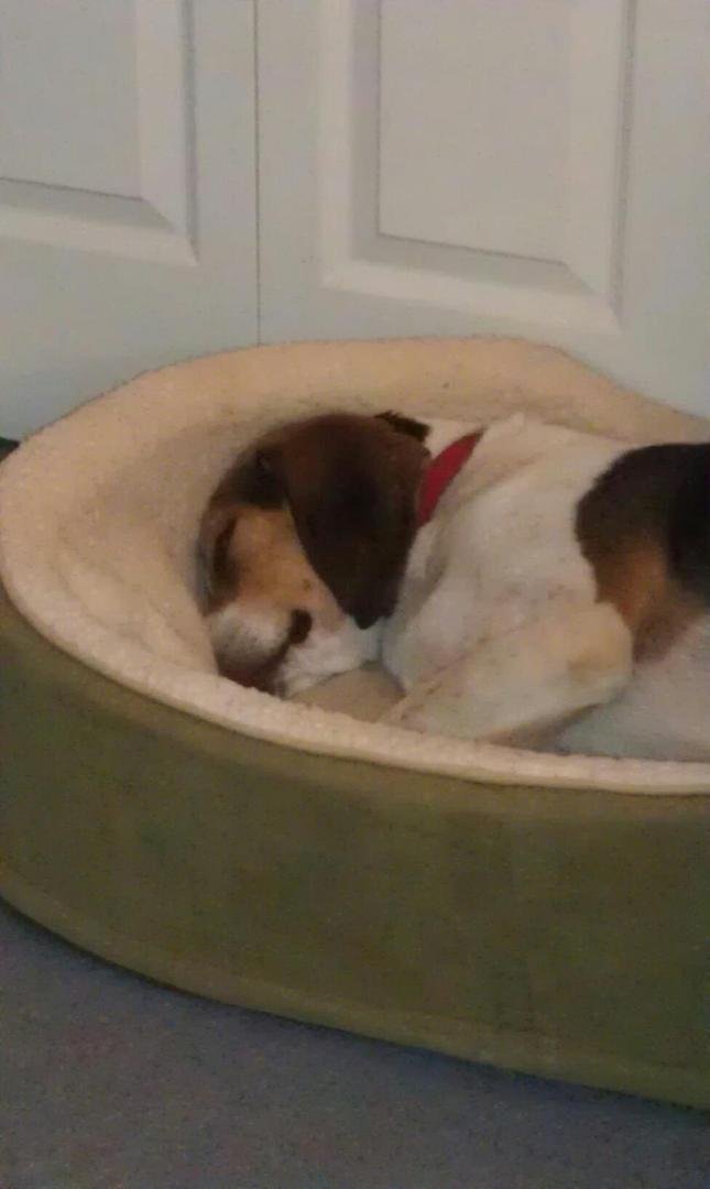 Oliver catching a nap after a hard morning of protecting his property from scary trucks towing things...!