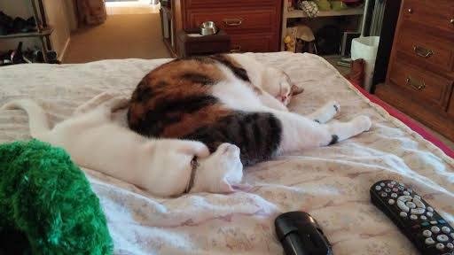 Cassie and Snowball are getting close!