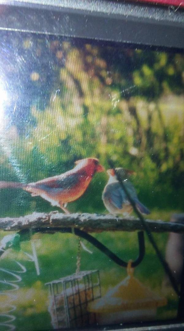 Out my patio window this am!😘