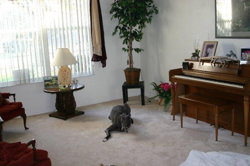 1 year ago  i lost my best friend my first greyhound his name THOMAS, he was 14 years old and had a great life with us. THOMAS will be in my heart forever