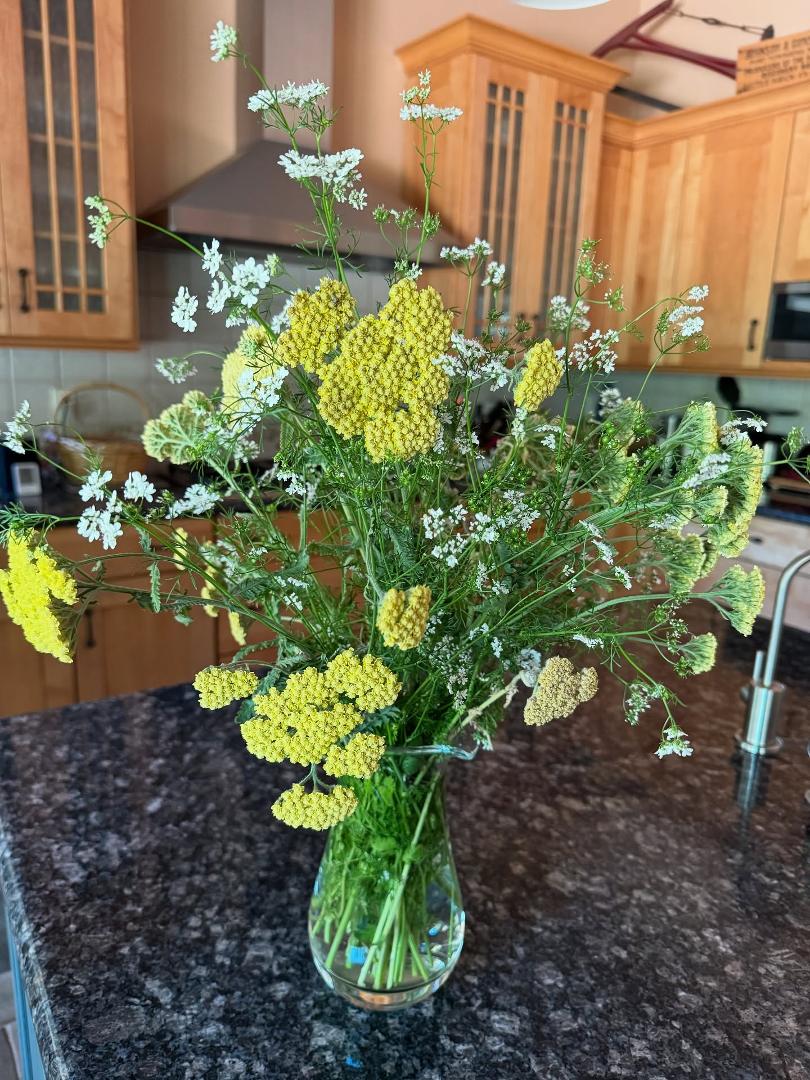 Gifts from my #california #summer #garden #yellowyarrow #cilantroflowers