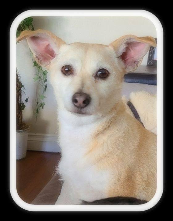My new dog is  being delivered tomorrow.  Her name is Jill and she's a chihuahua mix.  She is 10 yrs old, potty trained, spayed, vaccinations up to date and microchipped.  I can't wait!!!