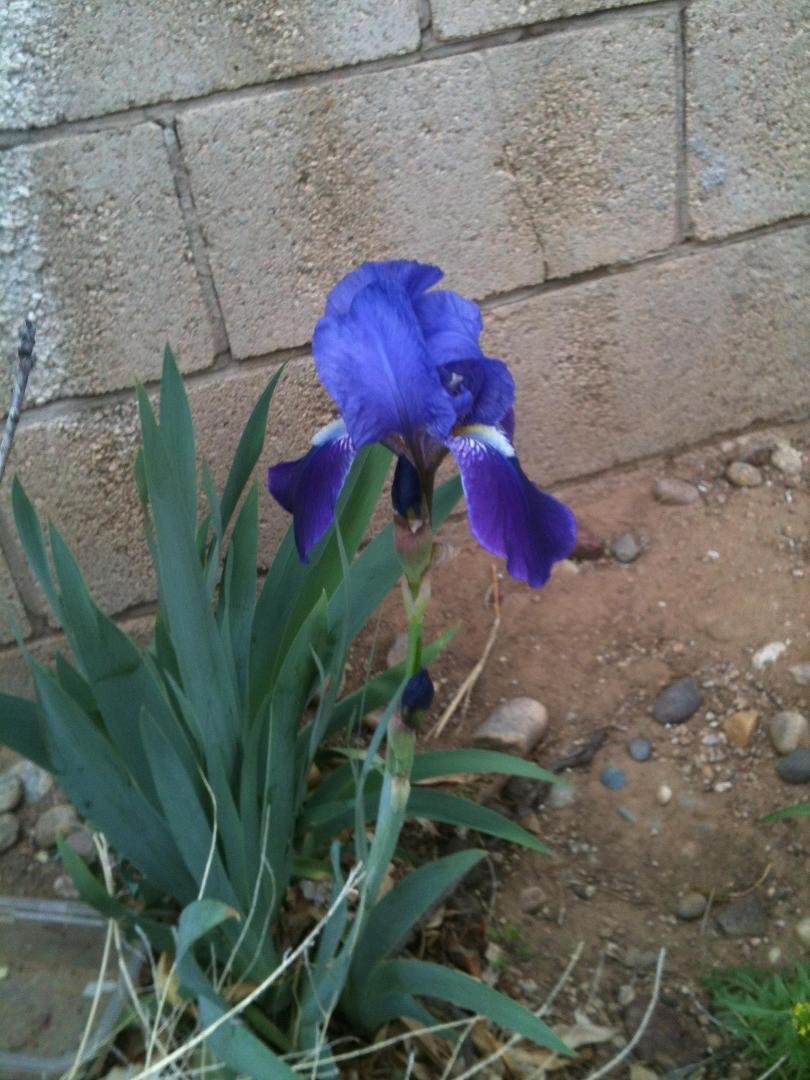 First bloom in our yard of the spring (from a few weeks ago, but still worth sharing).