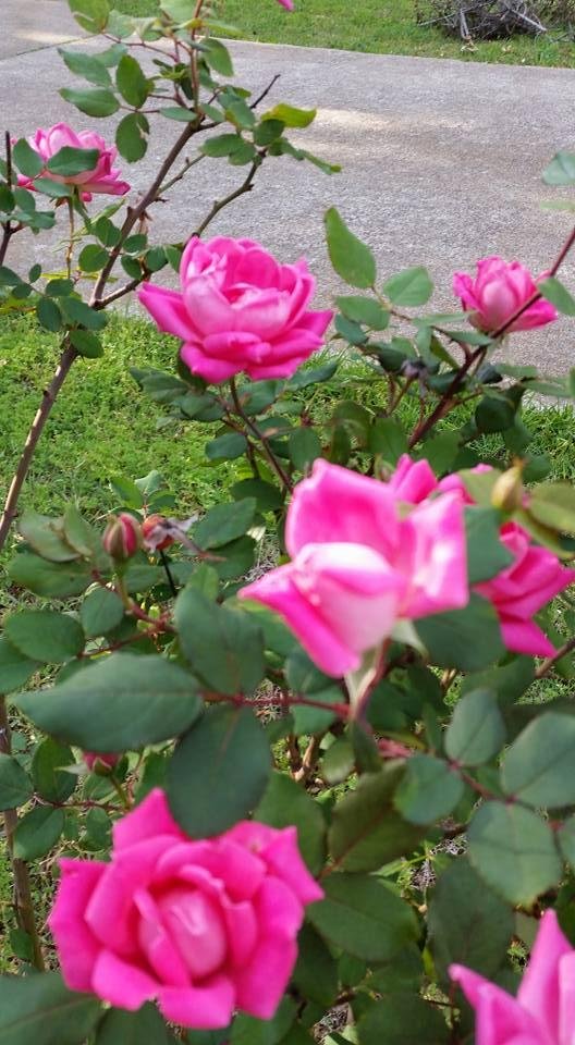 Aren't these hot pink roses beautiful?