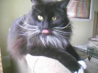 lewis with his tongue sticking out