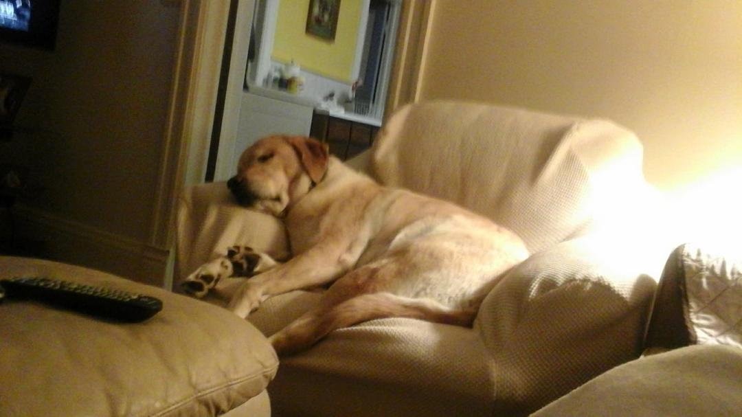 The life of riley