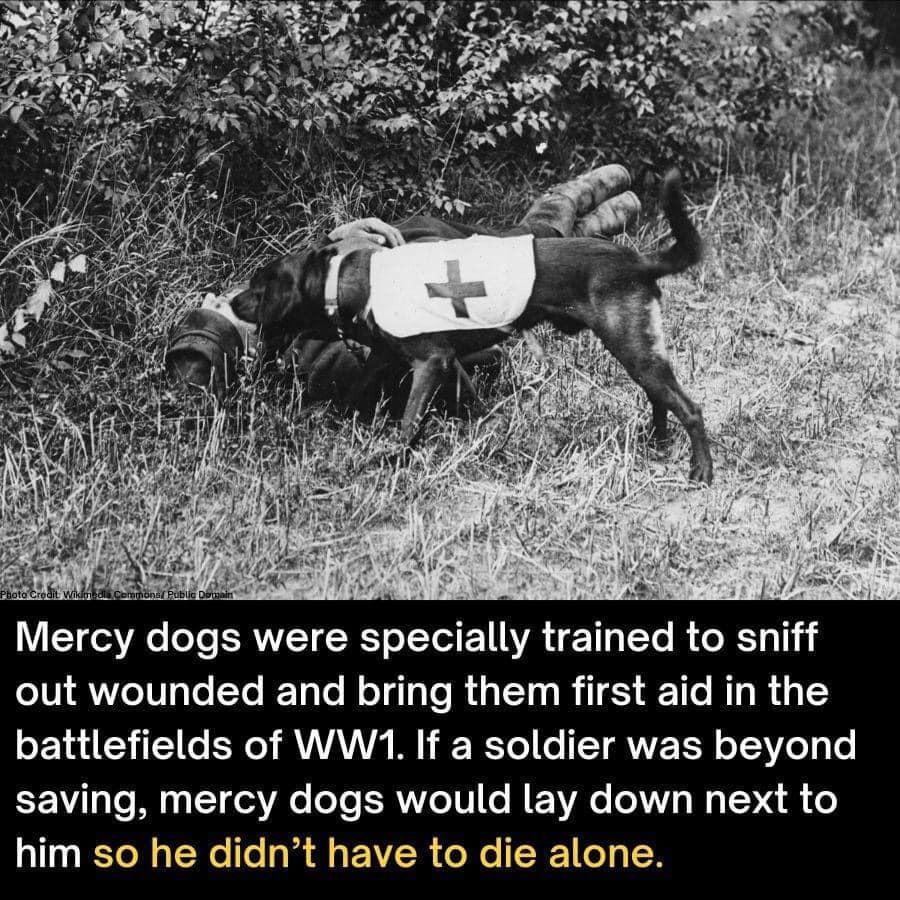 Thank you for your service and support all you great Mercy dogs who gave their lives for the soldiers on and off the battlefields. 🐾