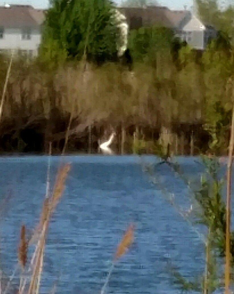 The Herons are back😀!