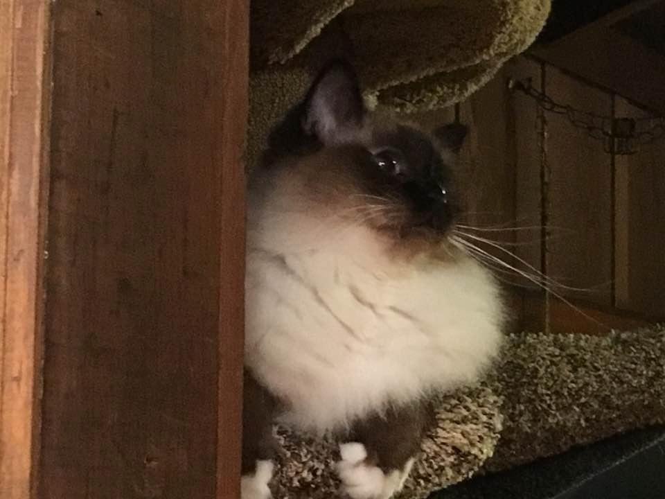 Miss Sassy tonight in her tower