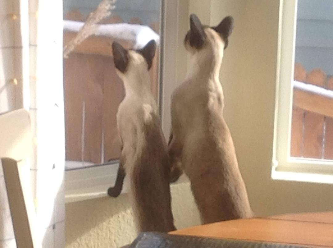 Taji And Tuesday Afternoon Looking Out The Window
