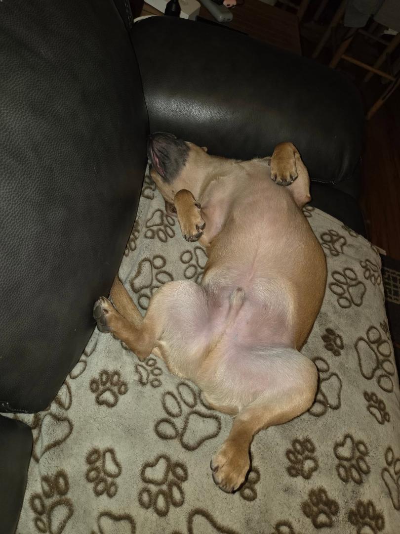 Relaxing after a busy puppy day!!