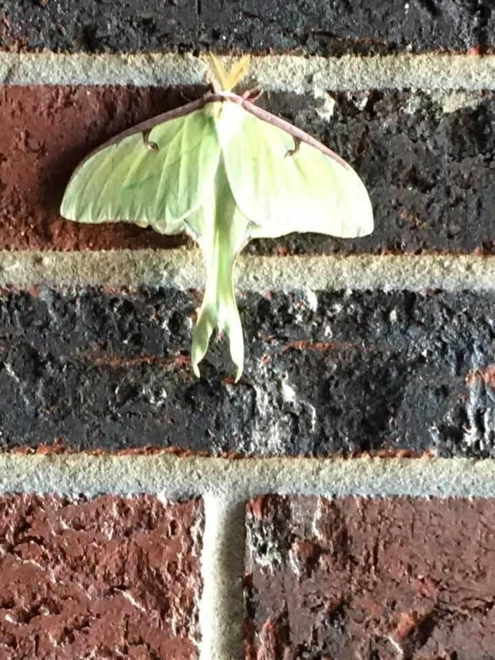 This is a Luna moth heard of them never seen one until now has a 4 inch wing spand
