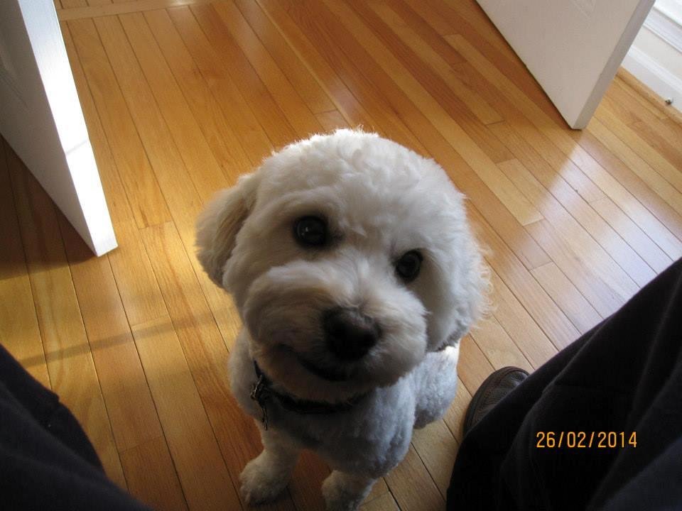 John Courtner's album, Lucky newly groomed... awwww....