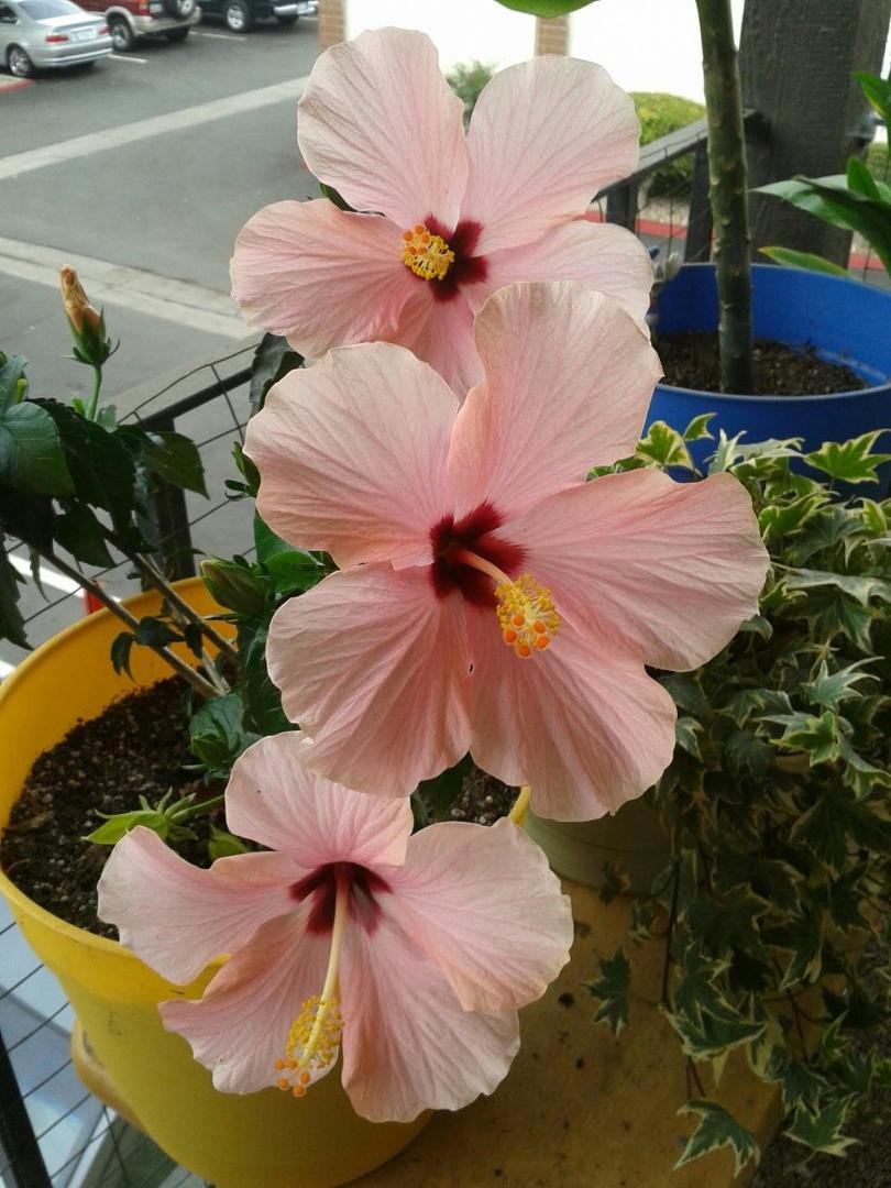 Picture of my hibiscus plant in bloom.