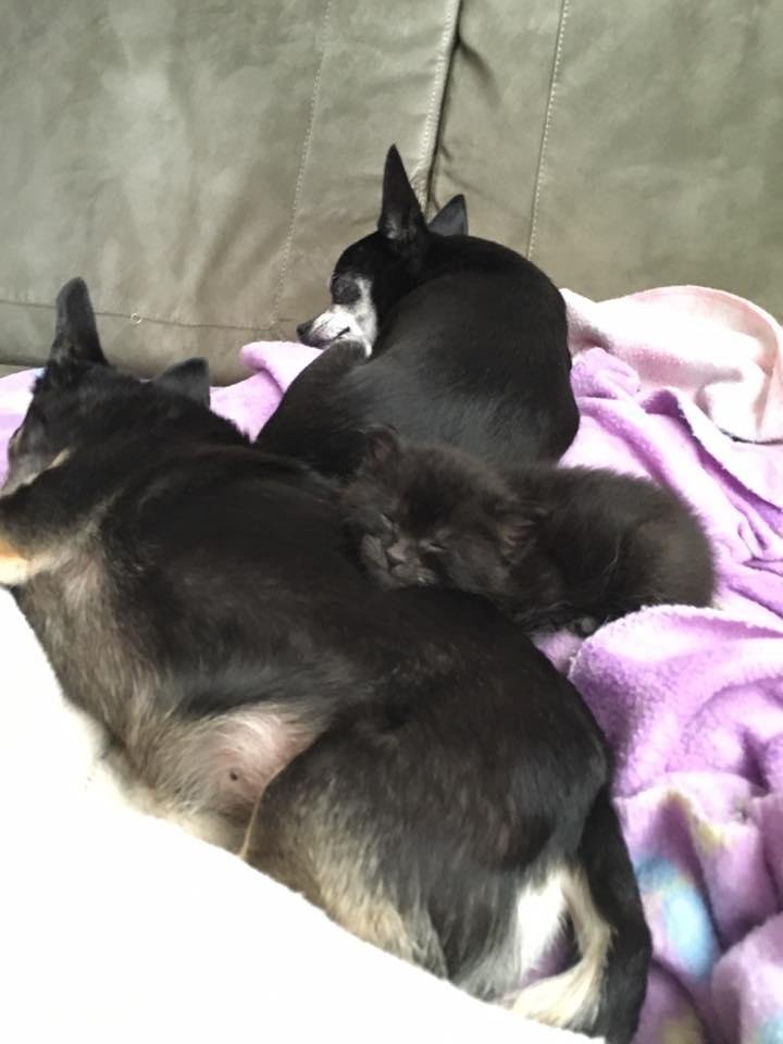 The two and half week kitten is now one of the pack