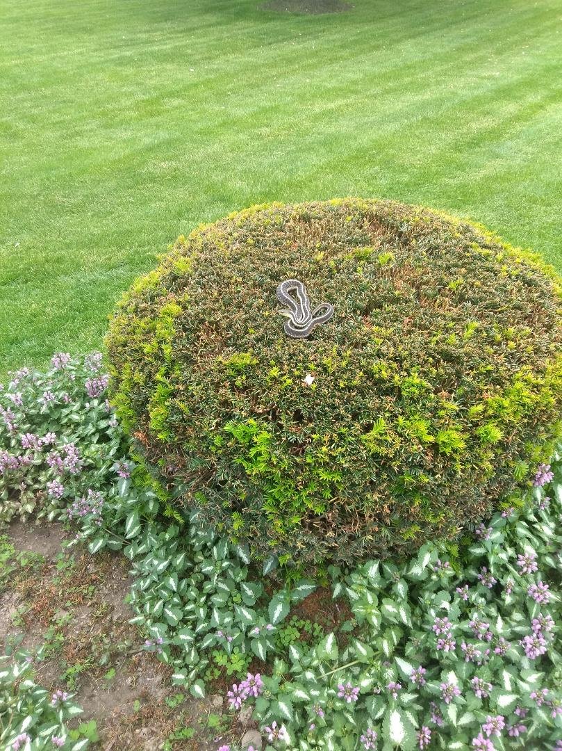 Snake on top of my shrub scared the crap out of me