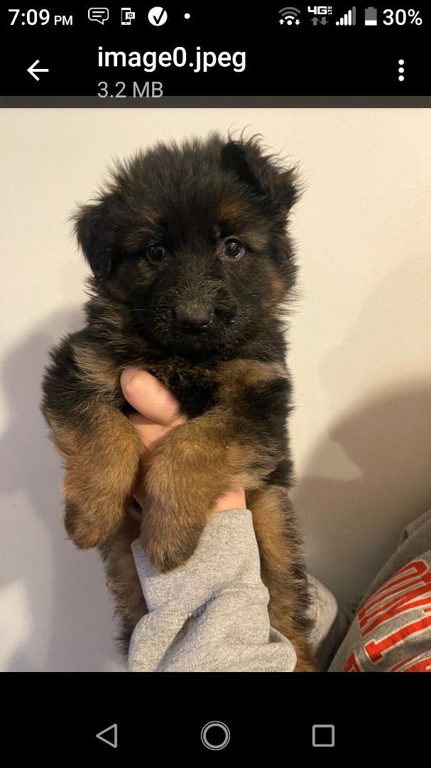 Thank you all for the birthday greetings!
This little girl is my present to myself.
This is "layla" 6 weeks old ...