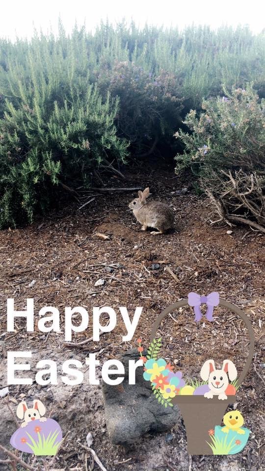 Happy Easter🙏🏼🙏🏼we have a little bunny here, so cute🐰🐰