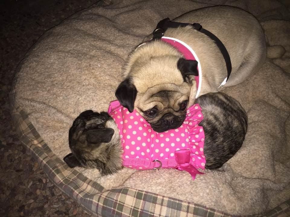 Dana Fellows' album, Timeline Photos