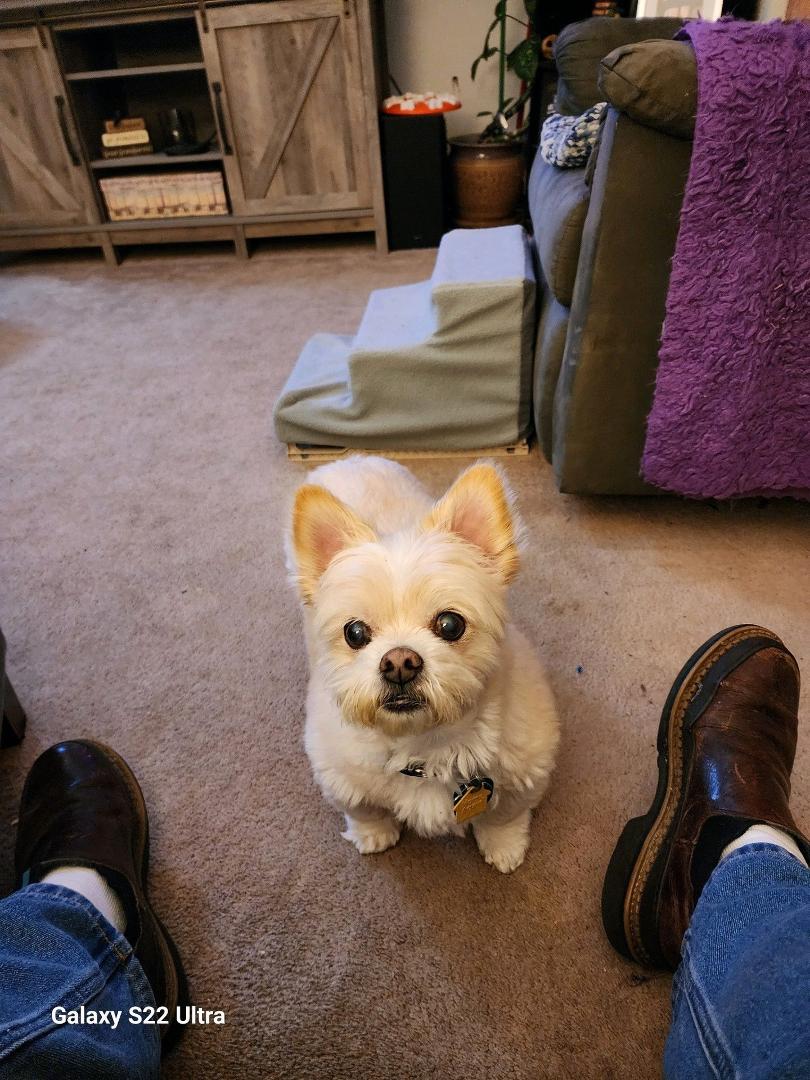 Just had to send this sweet little boy over the rainbow tonight. Poor baby was suffering so bad with dementia it was not fair to keep him away from the Lord where he could live happy again with out fear.