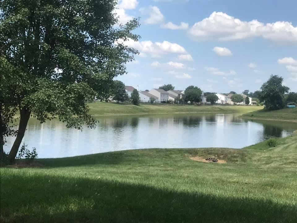 View from the hammock.