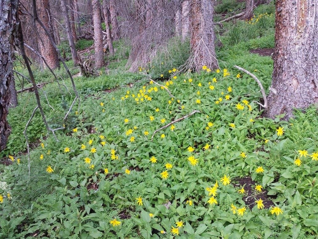 There were over a hundred different species of flowers.