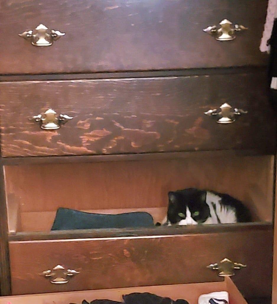 Bell found a new place for a cat nap! 😊