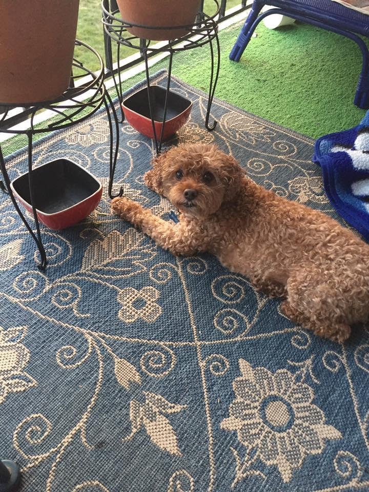 This is my sweetheart Bosco ! Happy national dog day!