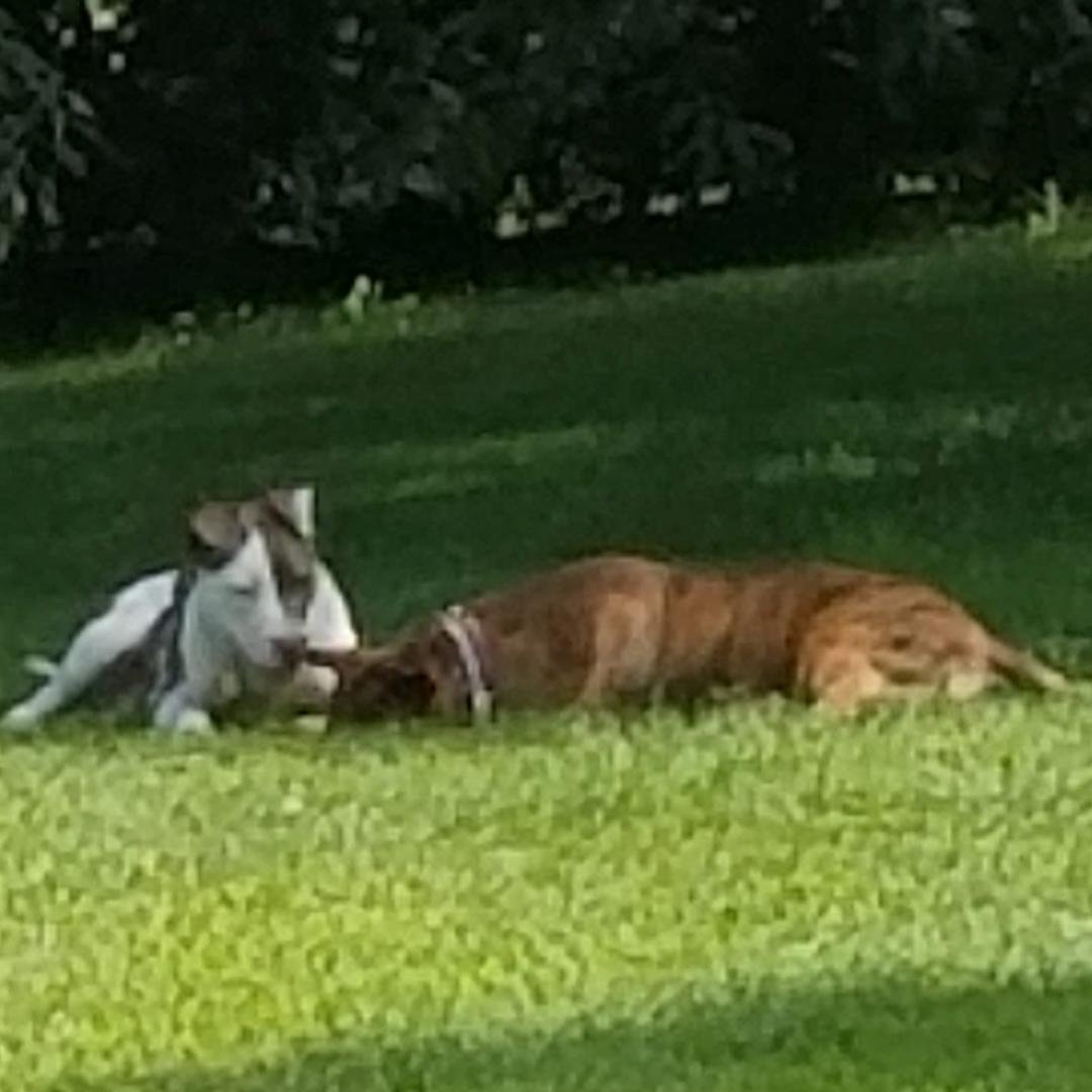The girls, Mila and Suzy, playing together.  They are partners in crime.