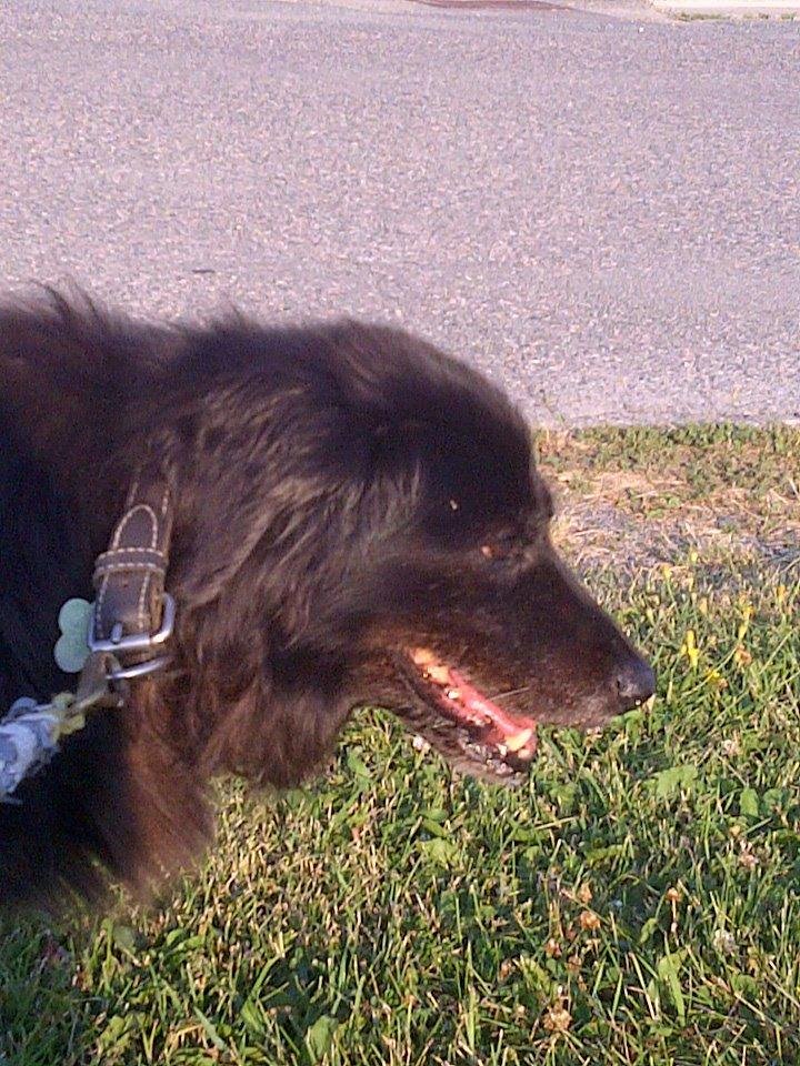 R.I.P. Charlie, 1993 - August 11, 2011