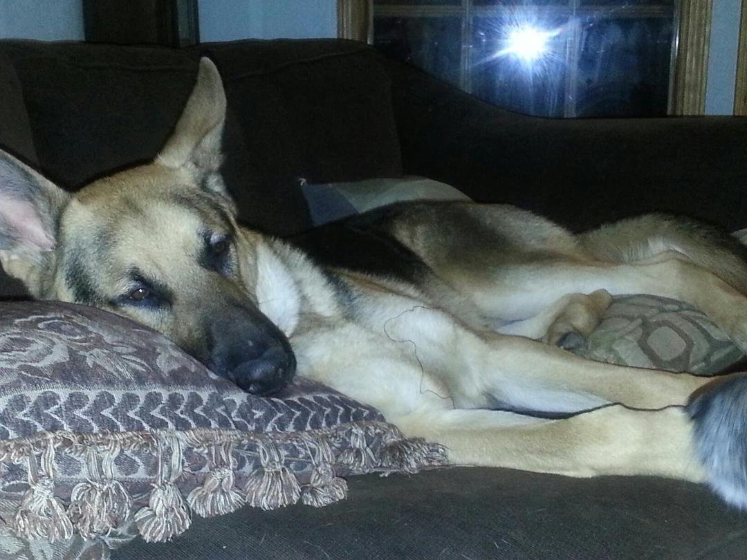 I dont know why people dont like my dog he is so mellow