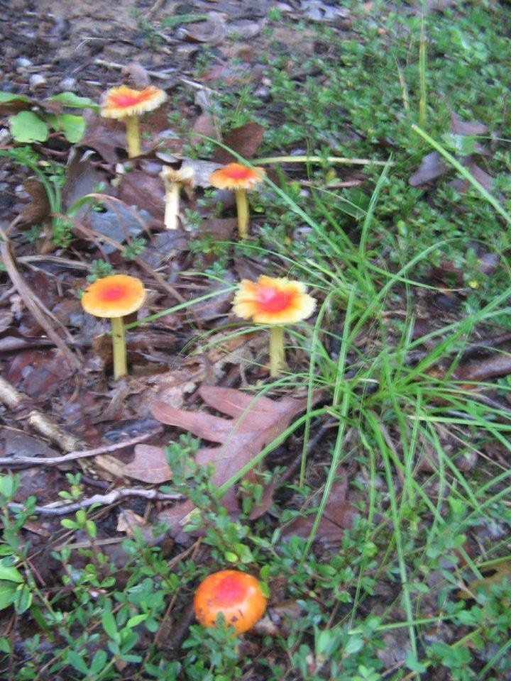 Yellow fungi after week of rain.  Taken Sep 8, 2011.