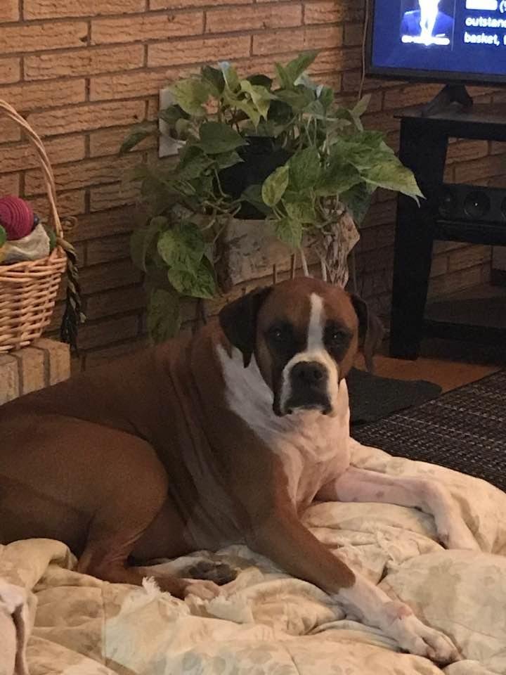 My Stella