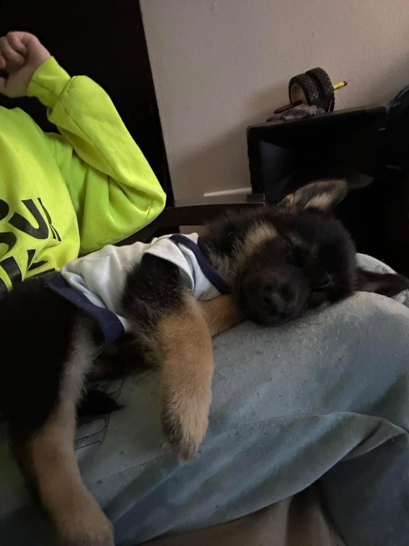Is anybody getting rid of any puppy collars or puppy pads I just recently got a puppy and I don’t have any and she’s half German shepherd half husky.