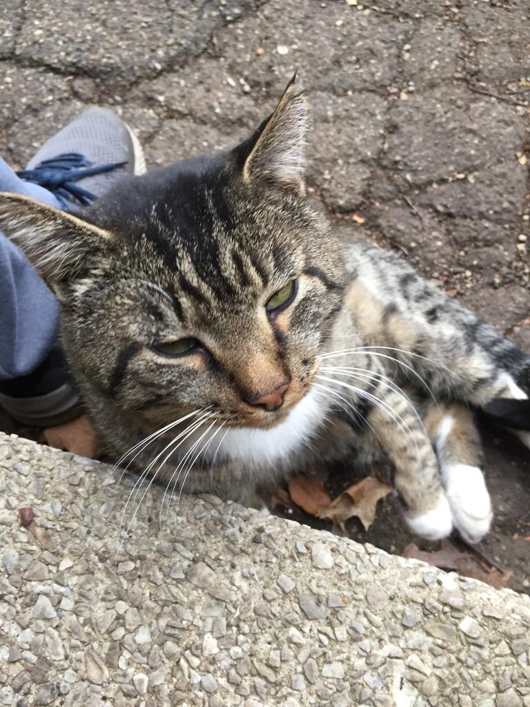 Mr. Boots
I would like to share an experience we had with our outdoor cat, Mr. Boots. He was 7 years old (+/-) and we found him when he was less than 6 months old.. He was feral and it took us months of feeding him and gi