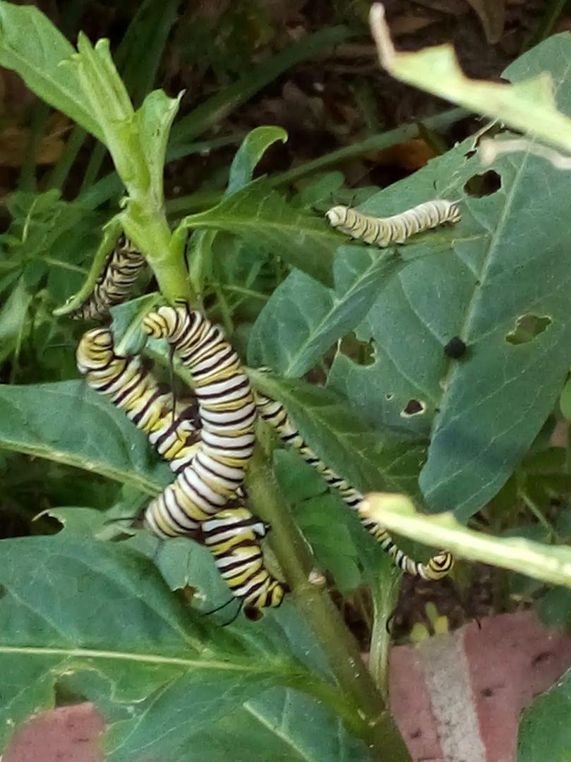 They all are going after the last of the leaves!