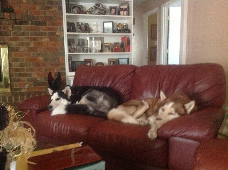 Dog Day Pre-Turkey Eve
