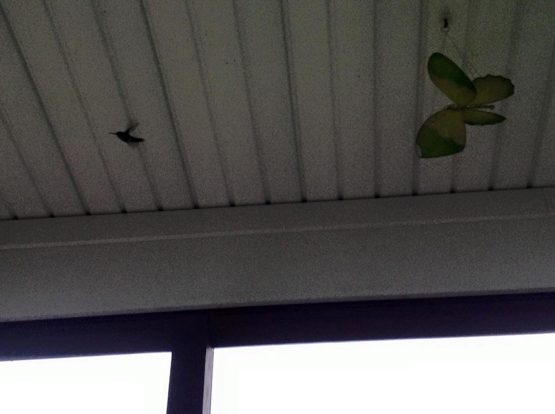 A hummingbird flew into our screened in porch this morning. He wouldn't fly low enough to go out the door, so Pat had to catch him and help him out!