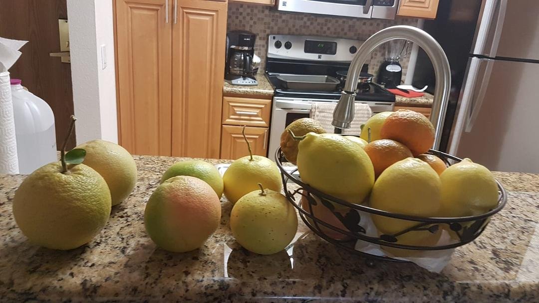 Brian's assortment of fruit he picked..oranges..grapefruit, and lemons...