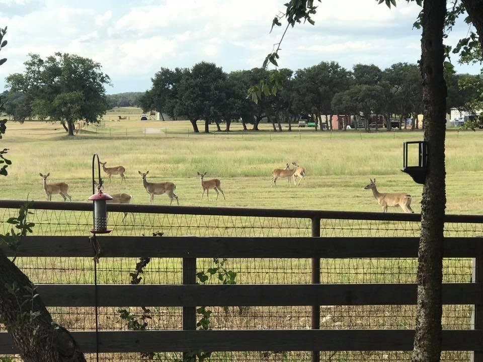 Deer in the backyard