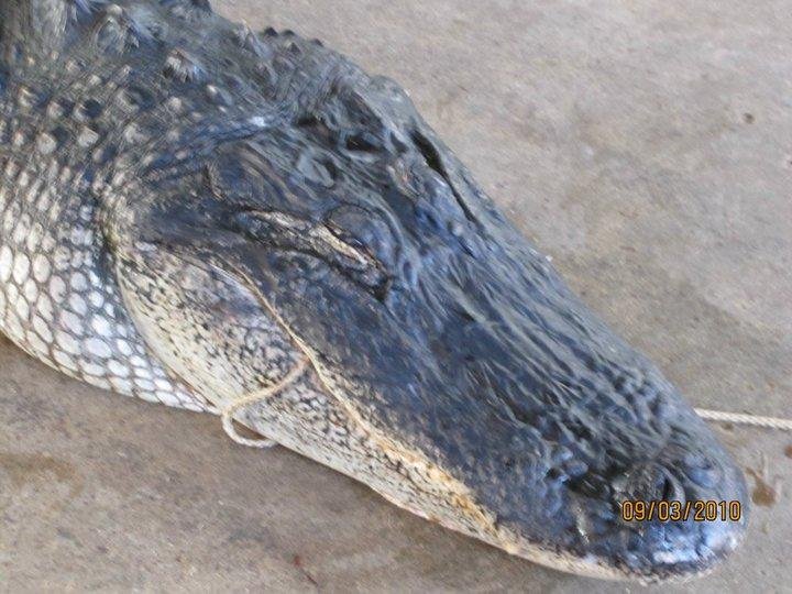MY Gator 9' 4"