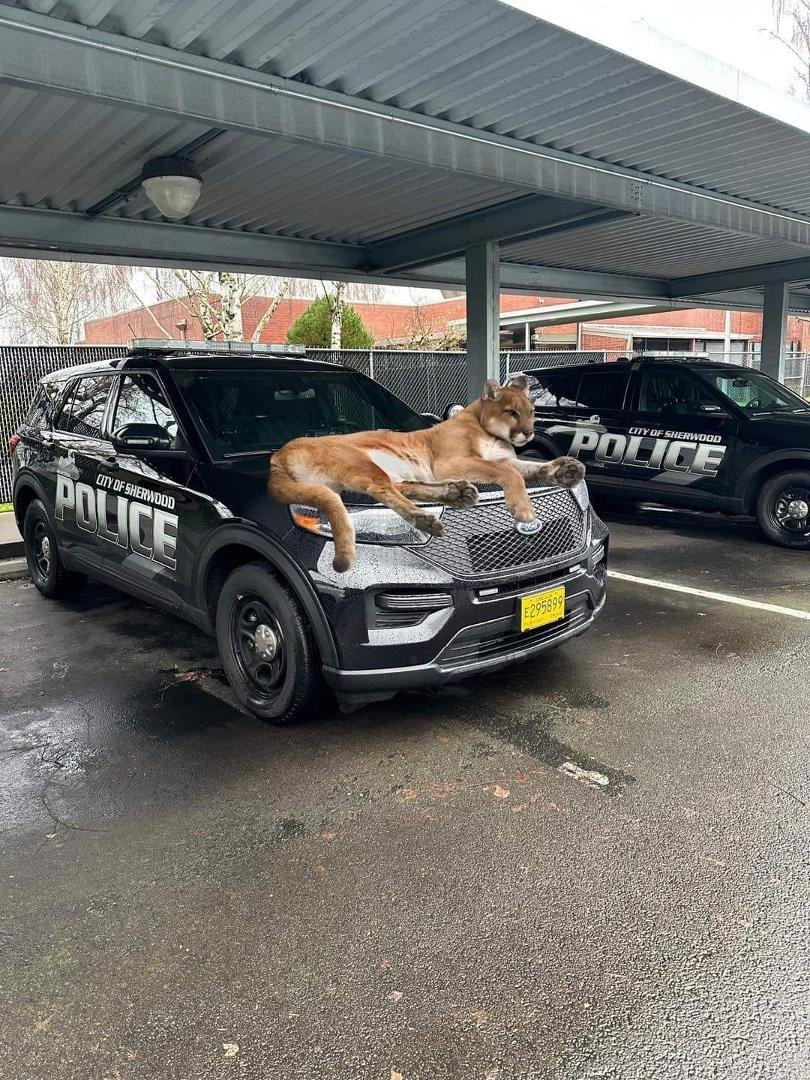 With the cold weather here, be sure to check your vehicles before starting them up. Animals love to crawl underneath and lay on top of your vehicles to stay warm during these cold days.
That is some hood ornament!