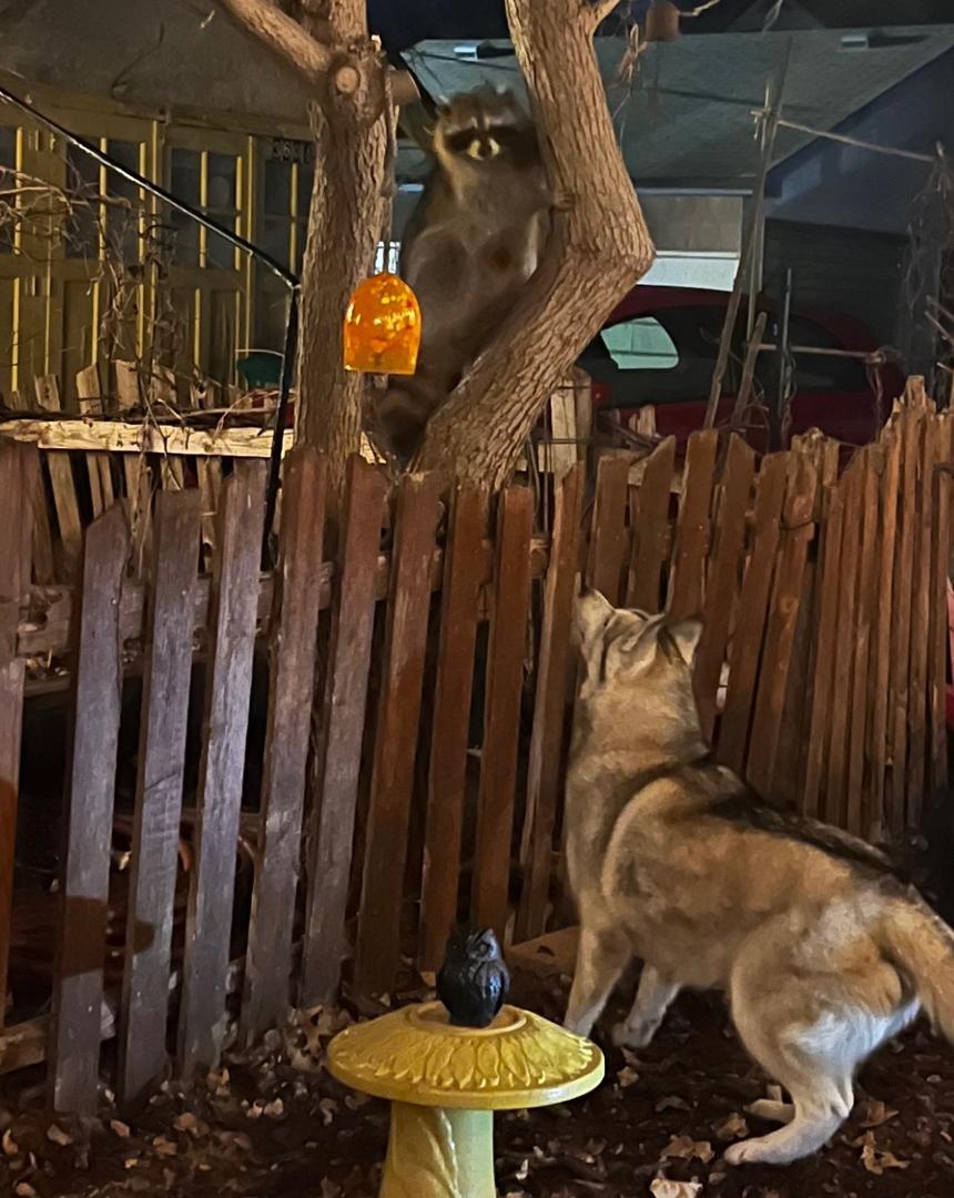 Our Granddog. Why is he staring at the Racoon. Anybody with an idea as it took us a while to figure out what the eyes were?