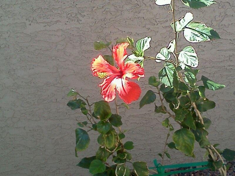 My red hibiscus