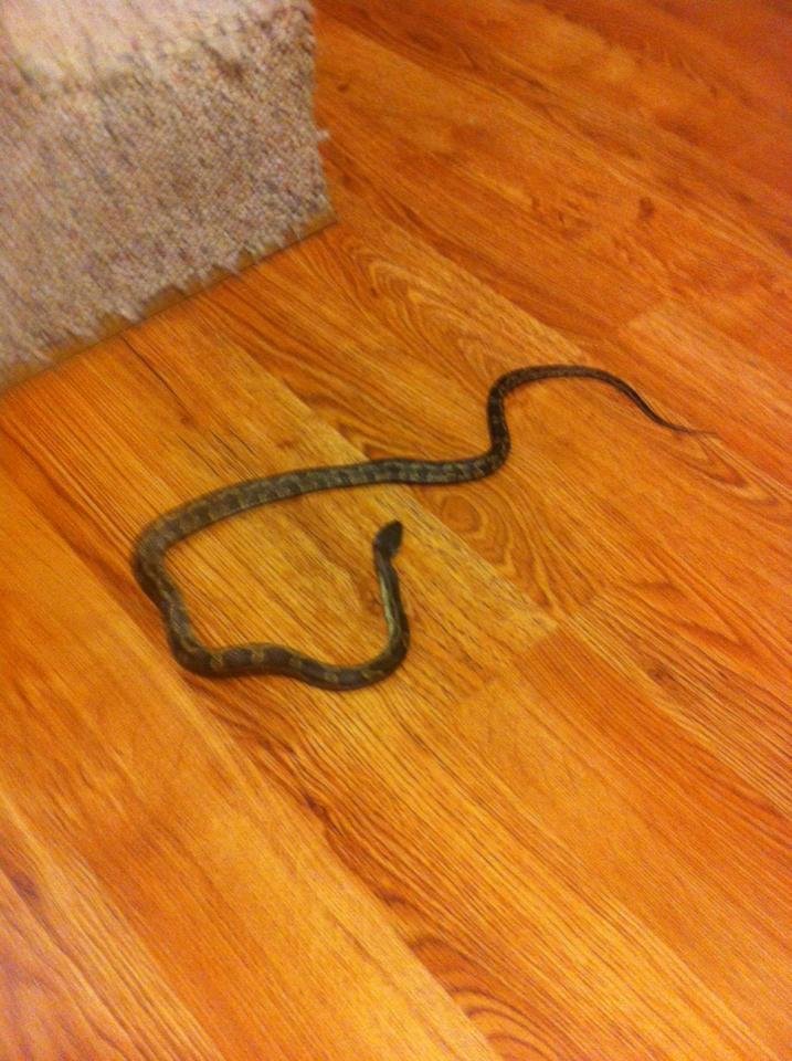 Well another Bull Snake in our house.
